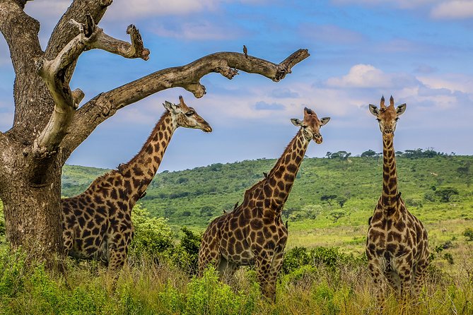 Hluhluwe-Imfolozi Park Full Day Big 5 Safari Tour - An open-air vehicle and better wildlife views