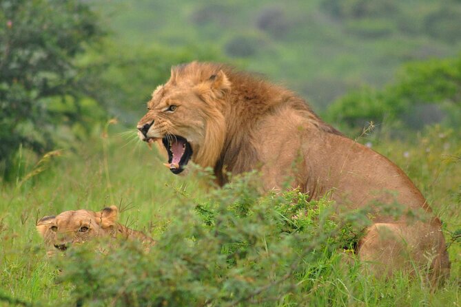 Hluhluwe-Imfolozi Park Full Day Big 5 Safari Tour - Breakfast, a South African braai, and bottled water