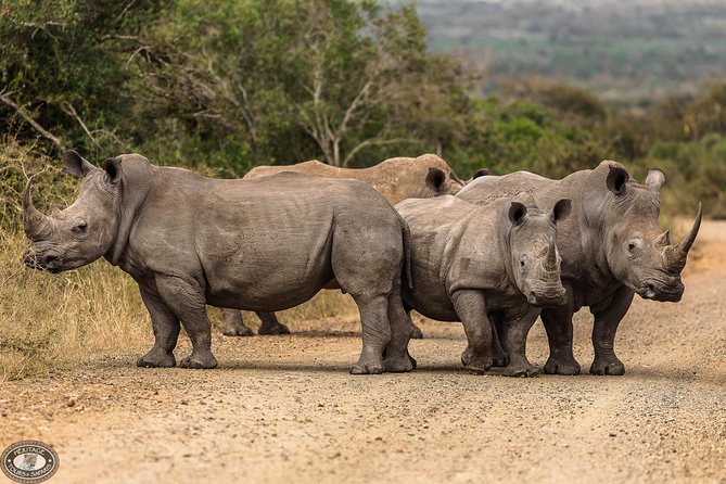Hluhluwe-Imfolozi Park Full Day Big 5 Safari Tour - The Big Five, rhinos, cheetahs, and wild dogs