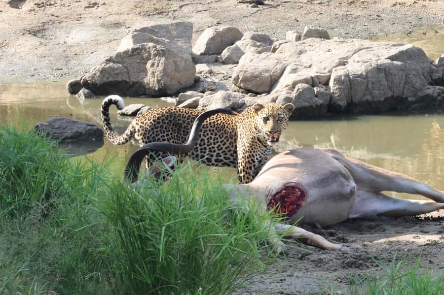 Hoedspruit: Private Kruger National Park Full-Day Safari - Key points at a glance