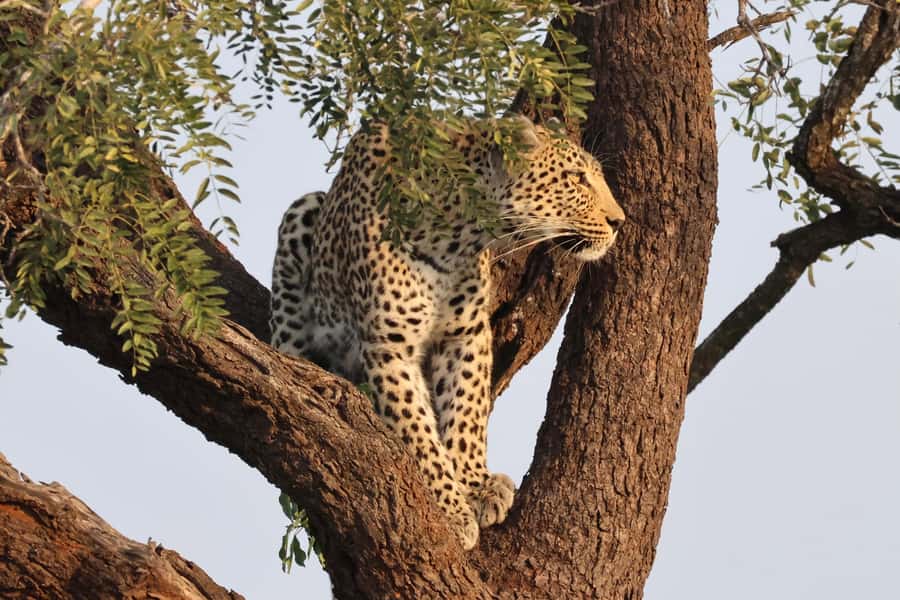 Hoedspruit: Private Kruger National Park Full-Day Safari - Should you book this private Kruger safari?