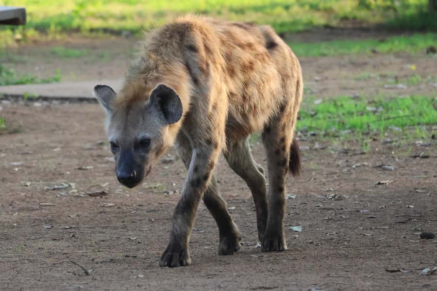 Hoedspruit: Private Kruger National Park Full-Day Safari - Why a full day in Kruger is worth your time