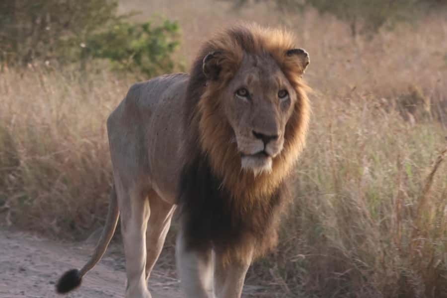 Hoedspruit: Private Kruger National Park Full-Day Safari - What the open vehicle is really like