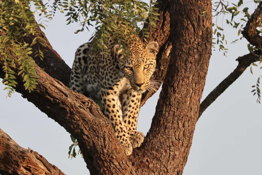 Hoedspruit: Private Kruger National Park Full-Day Safari - Who should book this Kruger day?