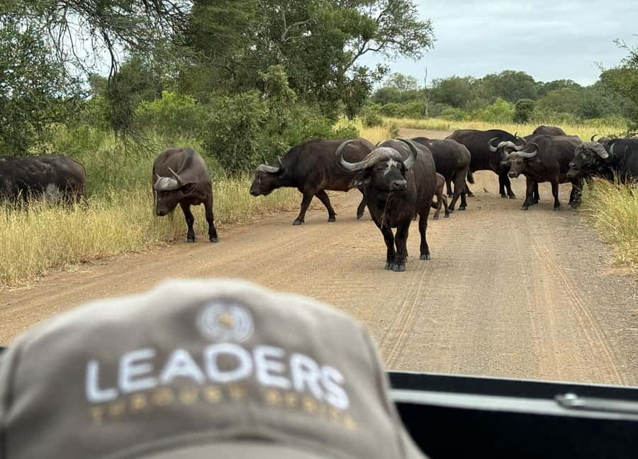 Hoedspruit: Private Kruger National Park Full-Day Safari - Practical packing for sunrise to sunset