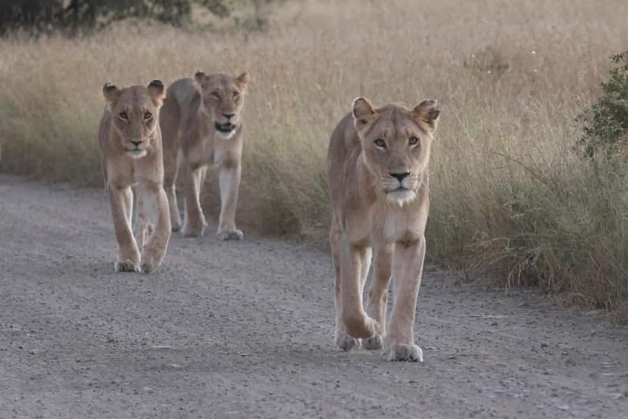 Hoedspruit: Private Kruger National Park Full-Day Safari - Leaving Hoedspruit for the park