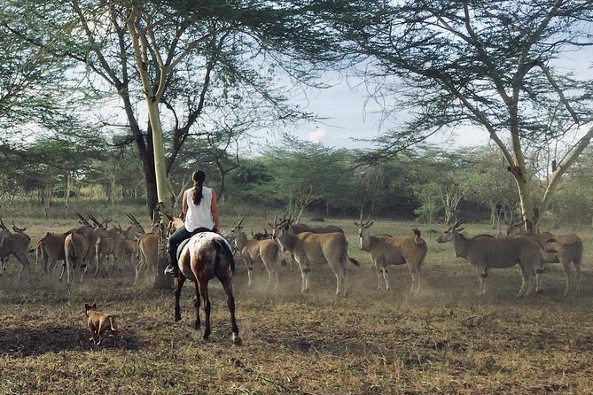 Horse safaris in Tanzania - Beginners, families, and experienced riders