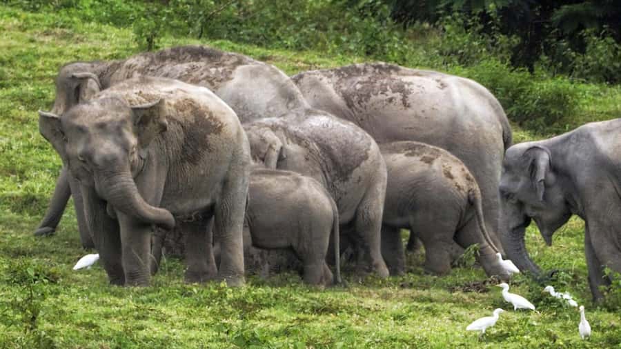 Hua Hin: Kui Buri Elephant Safari Private Tour - Why Kui Buri is a strong choice for wild elephants