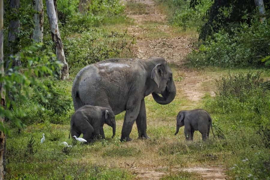 Hua Hin: Kui Buri Elephant Safari Private Tour - The 1.5 hour ride from Hua Hin