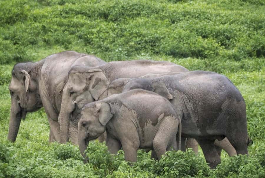 Hua Hin: Kui Buri Elephant Safari Private Tour - What you might see beyond elephants