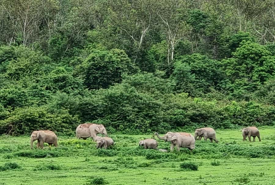 Hua Hin: Kui Buri Elephant Safari Private Tour - Is $157 per person fair value?