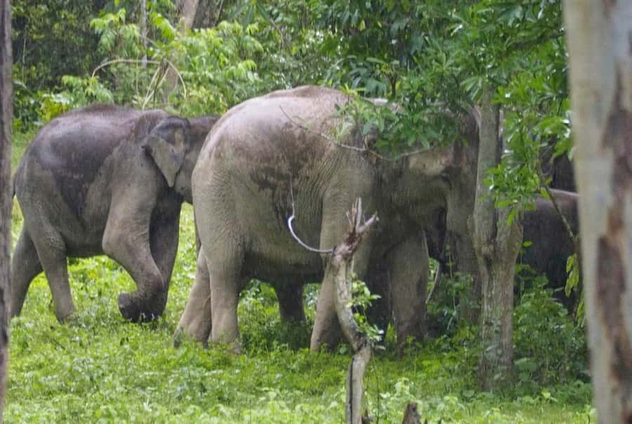 Hua Hin: Kui Buri Elephant Safari Private Tour - What to pack for the pickup truck