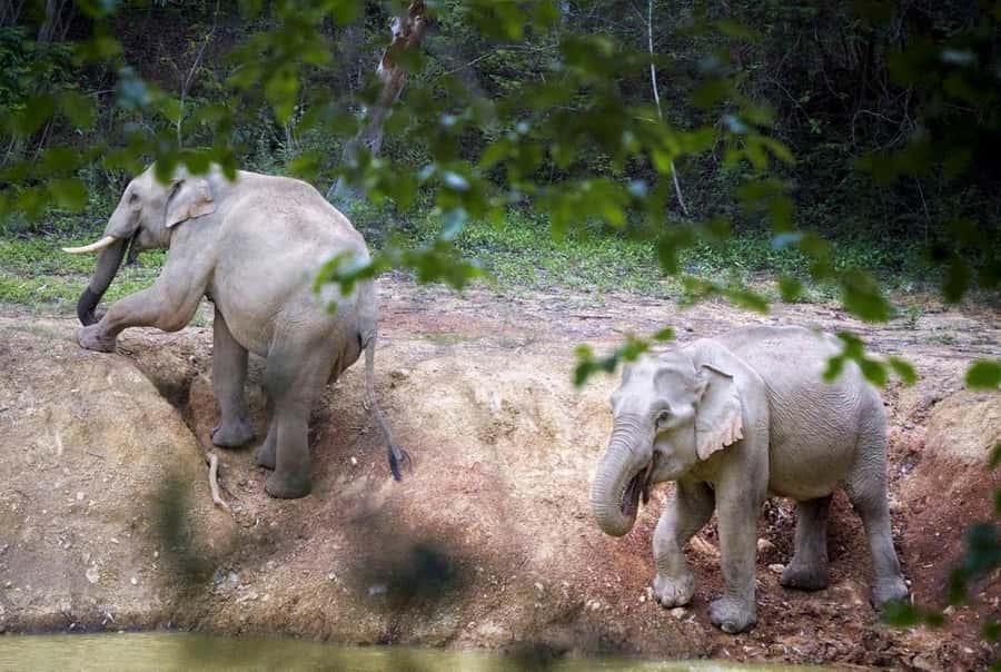 Hua Hin: Kui Buri Elephant Safari Private Tour - Booking, cancellation, and pickup details