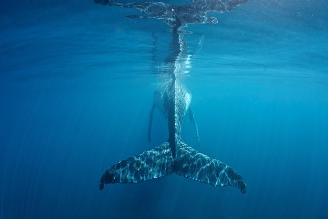 Humpback Whale Safari - Why this Ningaloo whale safari feels different