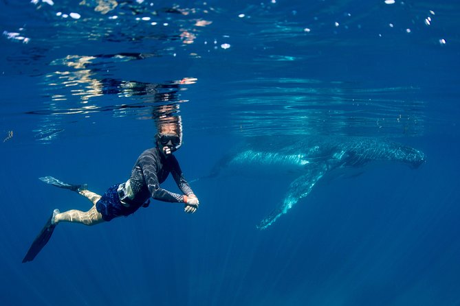 Humpback Whale Safari - Starting at 7:30 am in Coral Bay
