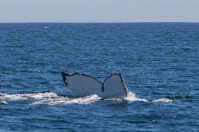 Humpback Whale Safari - A full day built around one wild encounter