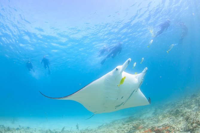 Humpback Whale Safari - What active whales can mean for your swim