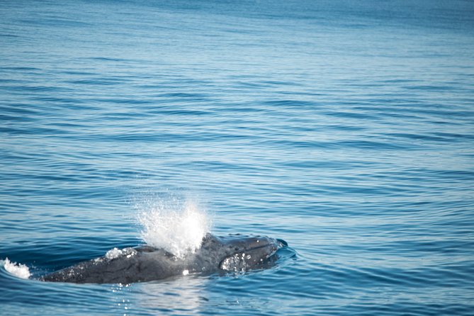Humpback Whale Safari - Ningaloo Reef during humpback season