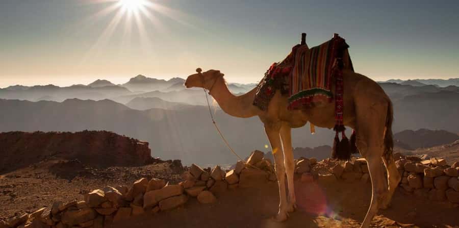 Hurghada: Quad Bike, Sea, Camel, Safari, Stargazing & Dinner - Who Should Book This Hurghada Safari?