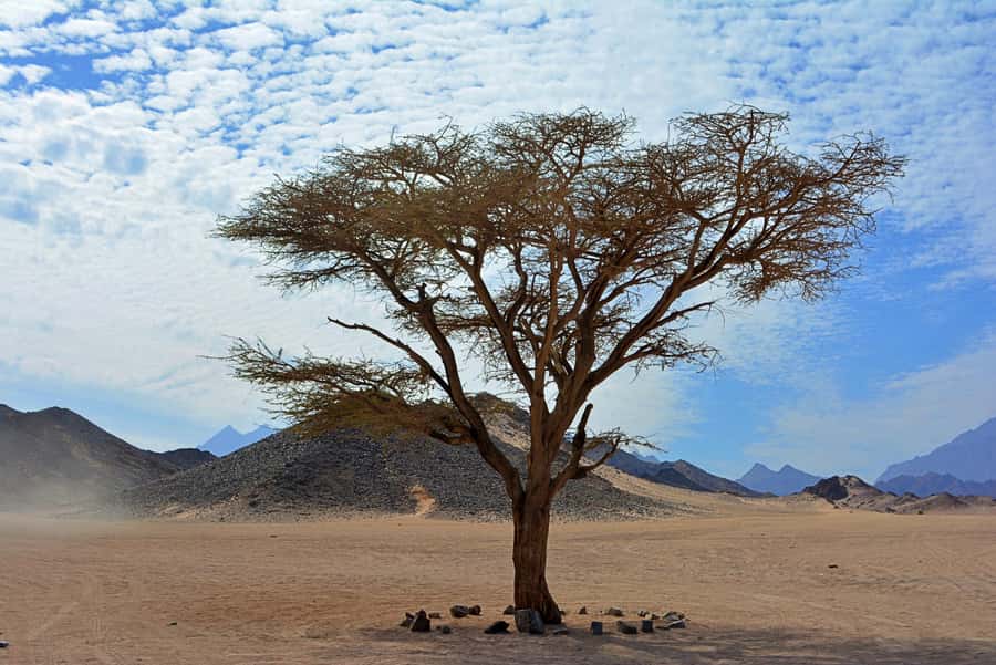 Hurghada: Safari Jeep & Camel Ride with BBQ Dinner & Show - Who will enjoy this Hurghada excursion?
