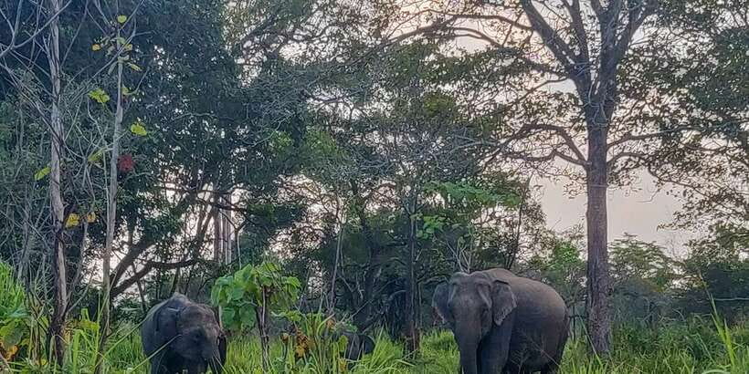 Hurulu Eco Park: 3-Hour Morning or Evening Safari - Why Hurulu’s Elephants Keep Moving