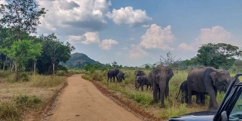 Hurulu Eco Park: 3-Hour Morning or Evening Safari - The Three-Hour Route Through Hurulu Forest Reserve
