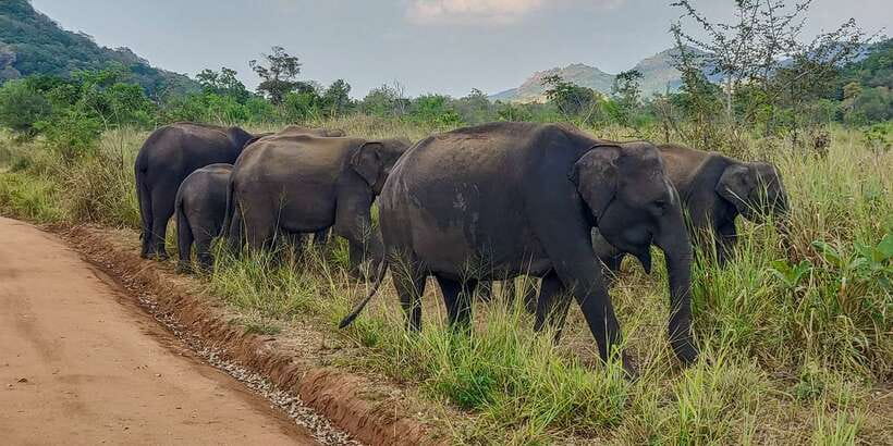 Hurulu Eco Park: 3-Hour Morning or Evening Safari - Other Wildlife You Might Find