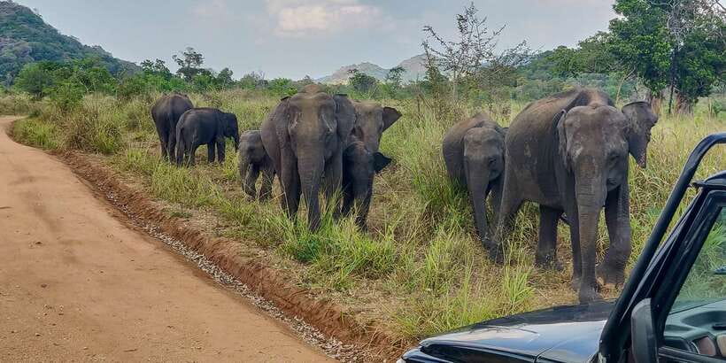 Hurulu Eco Park: 3-Hour Morning or Evening Safari - Practical Preparation for the Jeep