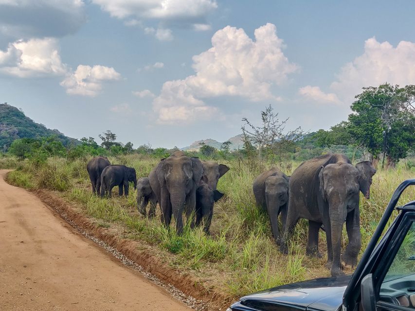 Hurulu Eco Park: 3-Hour Morning or Evening Safari - Who Should Book This Safari?