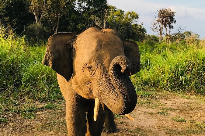 Hurulu Eco Park Half Day Safari - The private 4WD makes the ride more useful