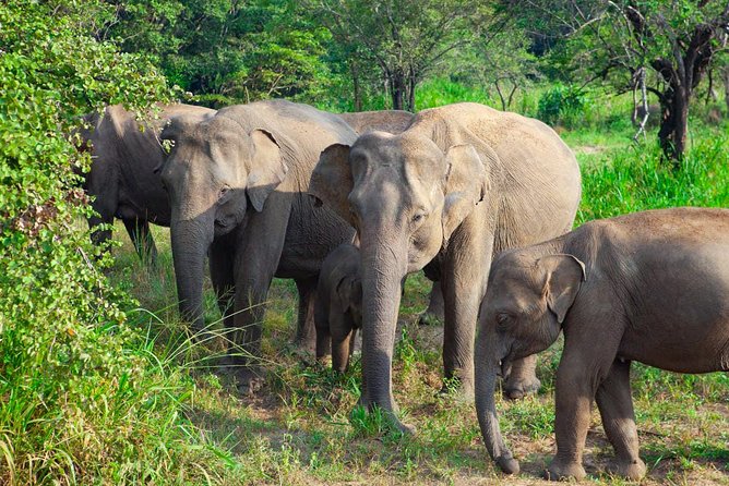Hurulu Eco Park Private Safari - Hurulu Eco Park safari at a glance
