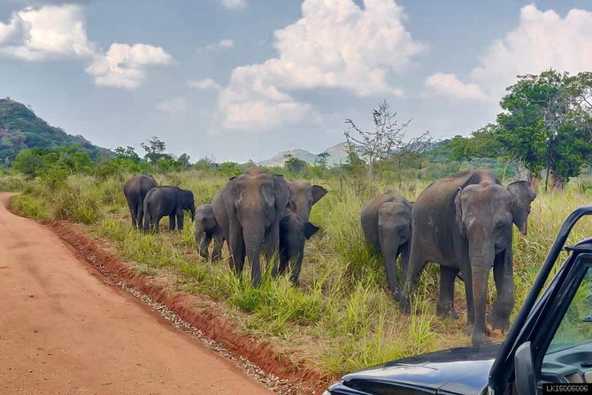 Hurulu Eco Park Private Safari - Why elephants are the star of Hurulu