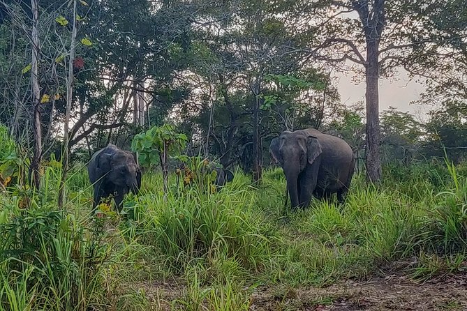 Hurulu Eco Park Private Safari - Private jeep, shared vehicle