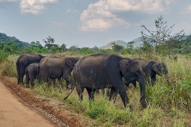 Hurulu Eco Park Private Safari - The park beyond the elephants