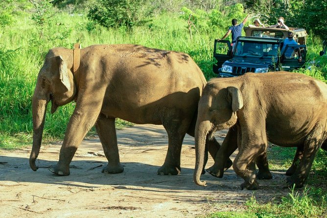 Hurulu Eco Park Private Safari - What the strongest outings have in common