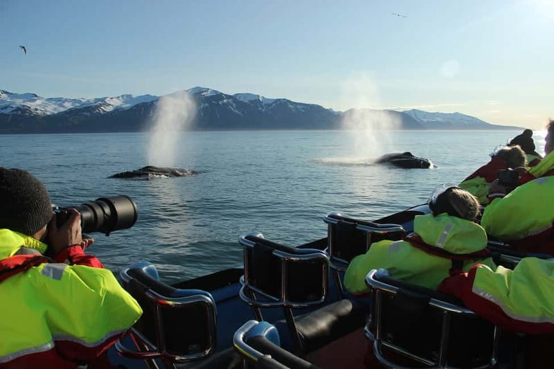 Húsavík: Original Big Whale Safari & Puffins by Speedboat - Key points to know before you book