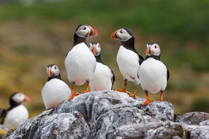 Húsavík: Original Big Whale Safari & Puffins by Speedboat - Who should book this RIB safari?