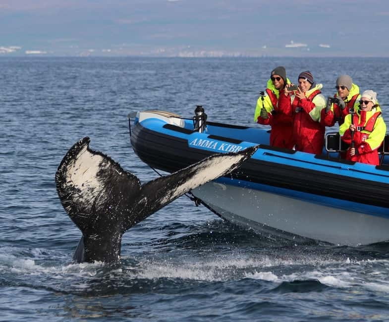 Húsavík: Original Big Whale Safari & Puffins by Speedboat - Why the fast RIB changes a Húsavík whale safari