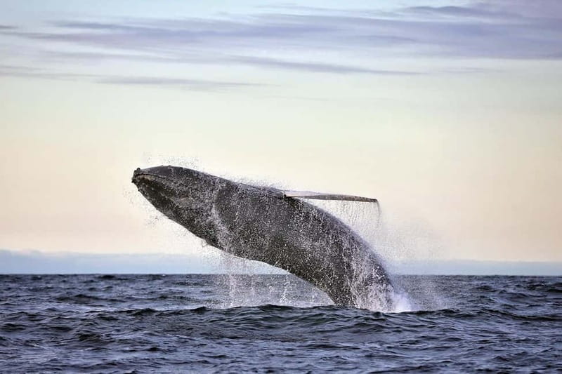 Húsavík: Original Big Whale Safari & Puffins by Speedboat - Puffin Island from the water