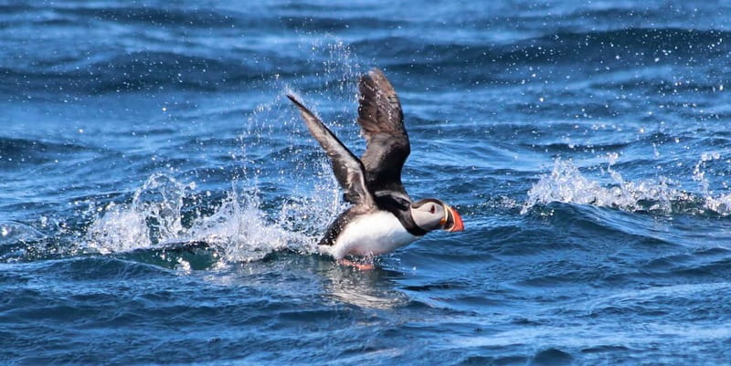 Húsavík: Original Big Whale Safari & Puffins by Speedboat - What the two-hour ride really feels like