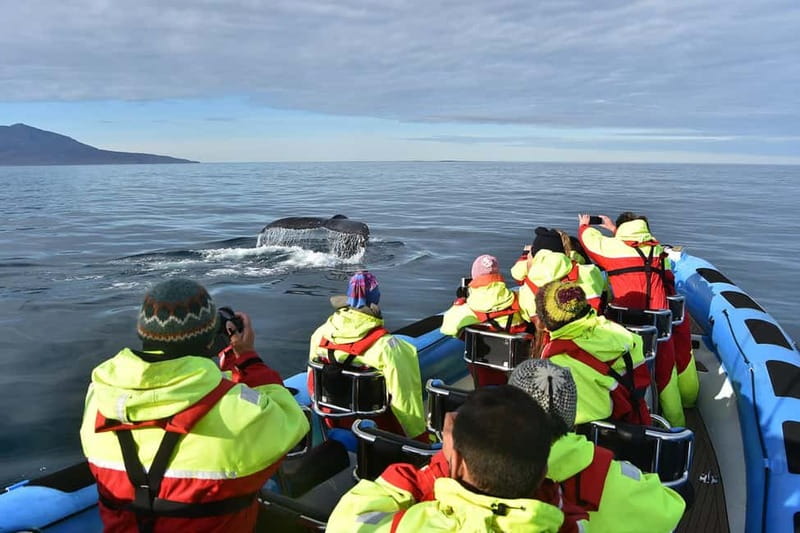 Húsavík: Original Big Whale Safari & Puffins by Speedboat - Guides, captains, and the human side of the trip