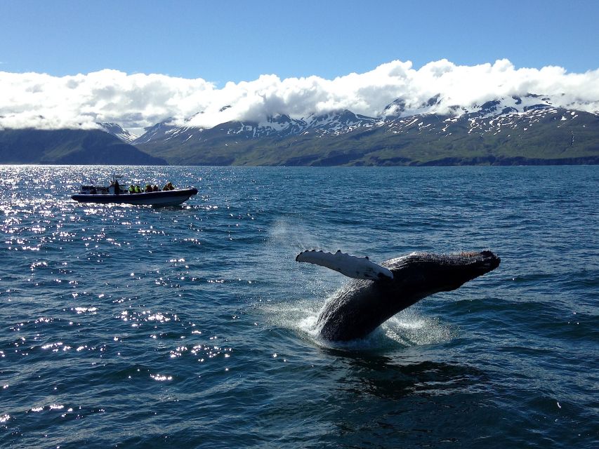 Húsavík: Original Big Whale Safari & Puffins by Speedboat - Is $175 good value?