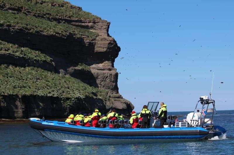 Húsavík: Original Big Whale Safari & Puffins by Speedboat - When to book, and what to bring