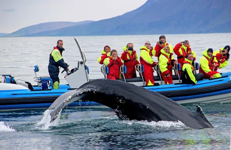 Húsavík: Original Big Whale Safari & Puffins by Speedboat - Getting ready at Gentle Giants in central Húsavík
