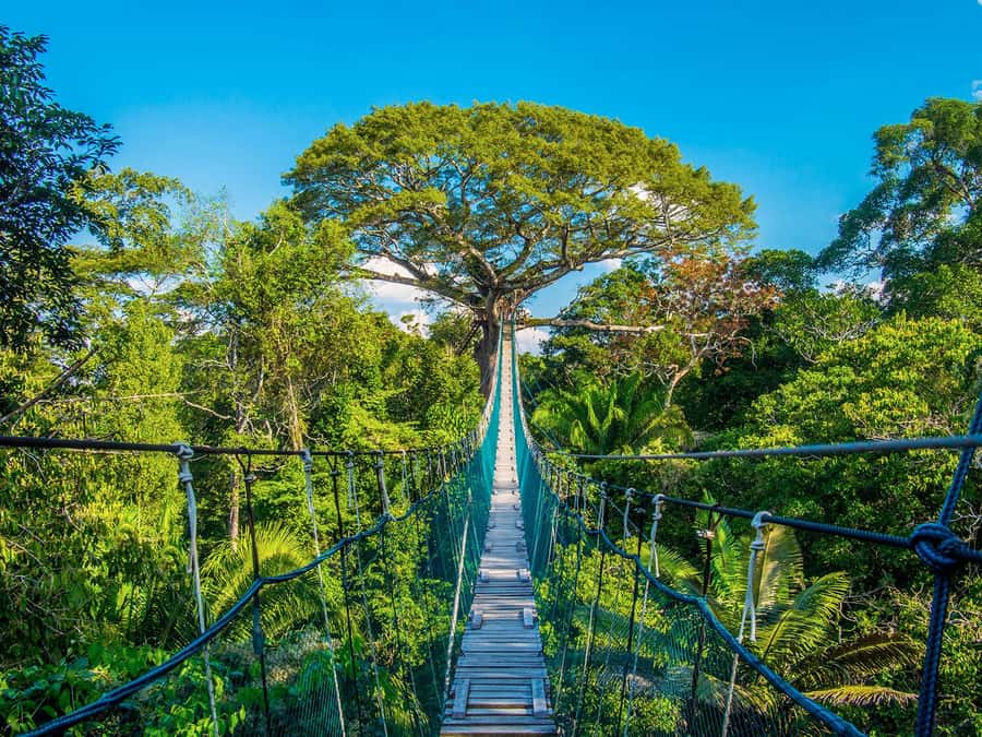 Iquitos: Full Day Tour in the Jungle | Amazon Safari - Monkey Island at Neyser