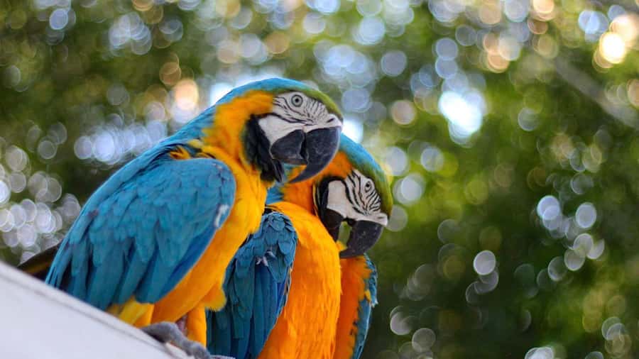 Iquitos: Full Day Tour in the Jungle | Amazon Safari - What the wildlife rescue center can and cannot offer