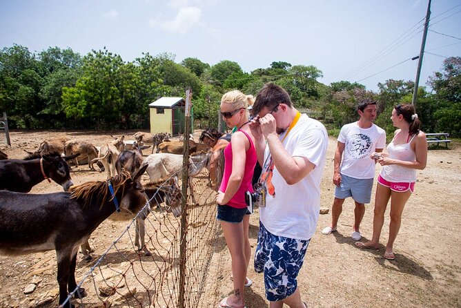 Island Safari Discovery - Why this Antigua safari works well