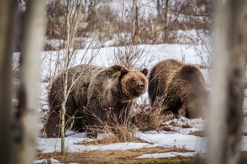 Jackson: Grand Teton Sunrise Safari with Naturalist Guide - Key points at a glance