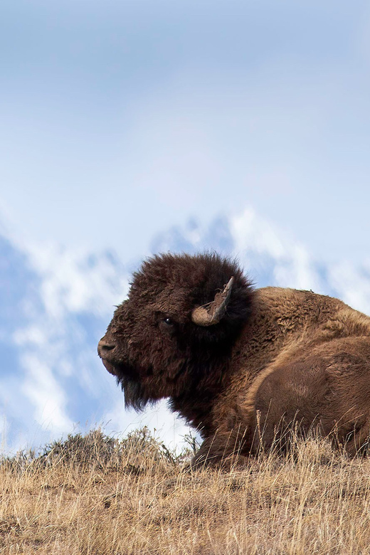 Jackson: Grand Teton Sunrise Safari with Naturalist Guide - How the wildlife search unfolds