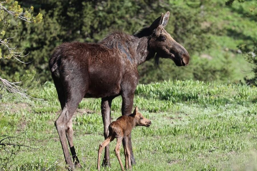 Jackson: Grand Teton Sunrise Safari with Naturalist Guide - What is included, and what costs extra